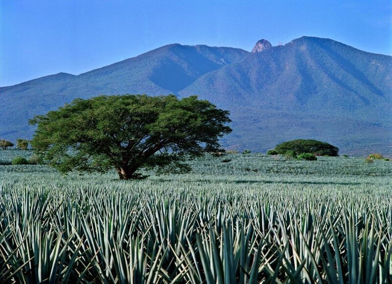 Árboles de agave azul en un campo con una montaña al fondo