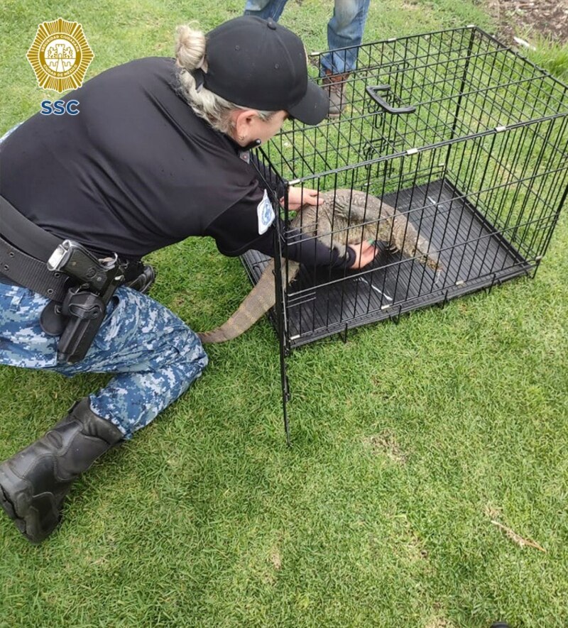 Rescate de un lagarto en peligro de extinción
