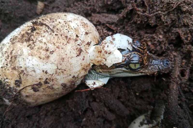 Bebé cocodrilo rompiendo el cascarón