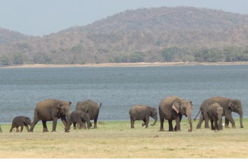 Familia de elefantes en la sabana africana