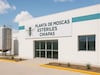 Sheinbaum y titular de Agricultura de EU inaugurarán planta contra gusano barrenador    