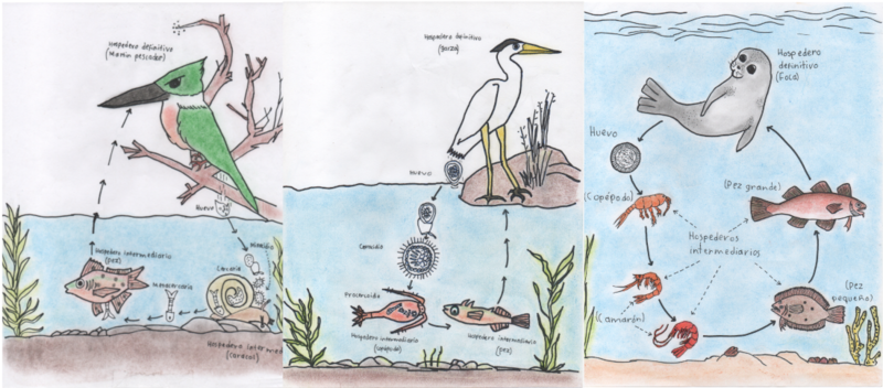 Cadena trófica en un ecosistema acuático