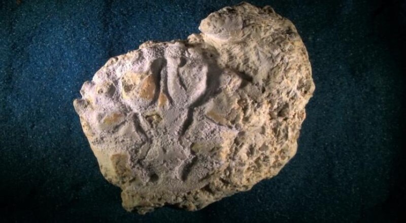 Huella fósil de dinosaurio