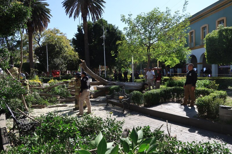 Rescatistas retiran árbol caído en la Alameda Central