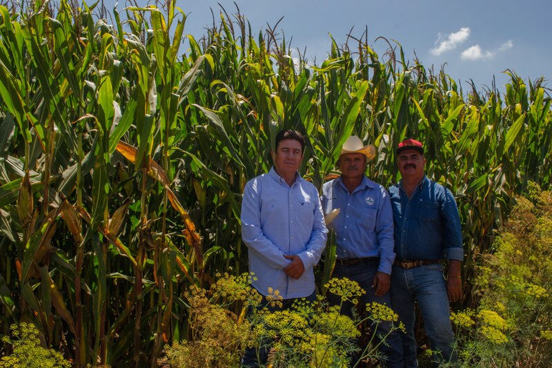 Agricultores mexicanos en un campo de maíz.