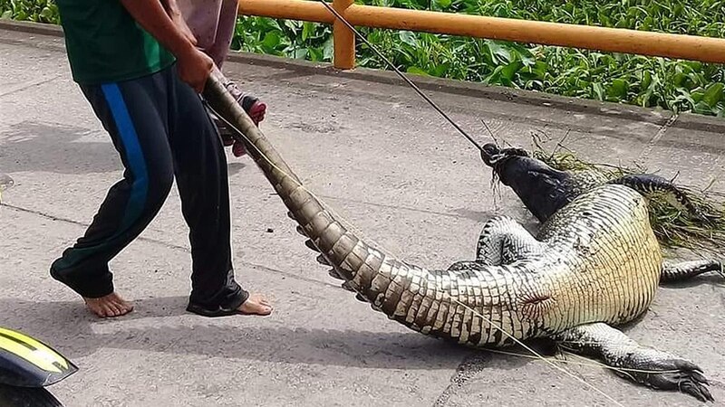 Un hombre arrastra un cocodrilo muerto por la cola