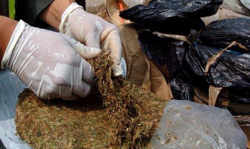 Título: Decomisan 100 kilos de marihuana en operativo policial