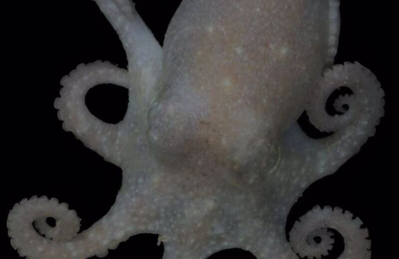 Pulpo fantasma