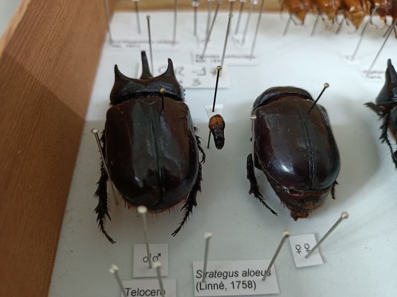 Estrategia de conservación de insectos