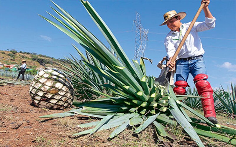 Un campesino cosecha agave en una plantación en México