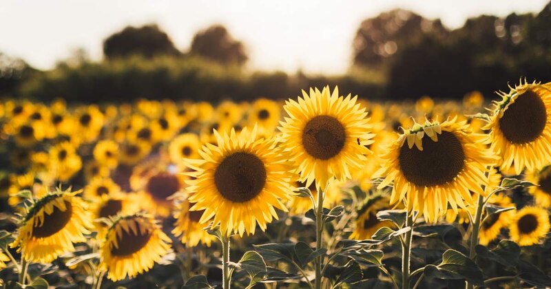 Girasoles en un campo