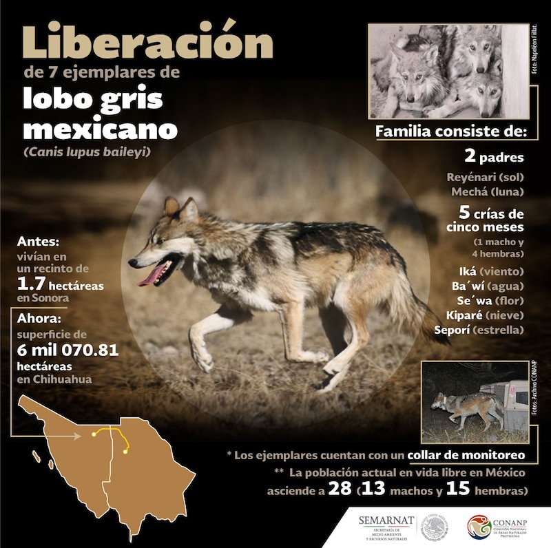 Title: Liberación de 7 ejemplares de lobo gris mexicano en Chihuahua