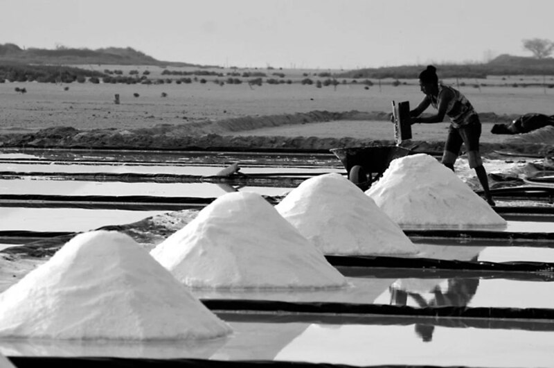 Cosecha de sal en las salinas