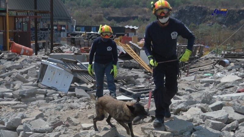 Perro rescatista ayuda en las labores de búsqueda y rescate tras un terremoto.