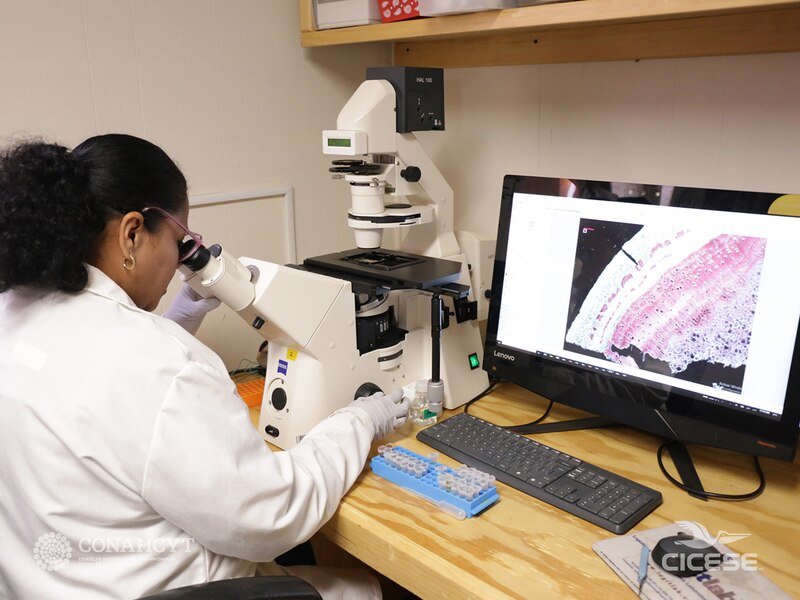 Mujer usando un microscopio