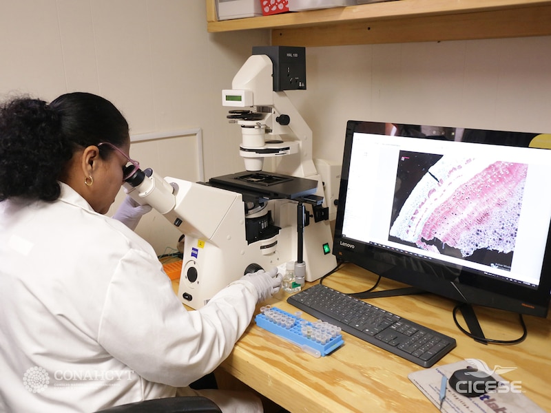 Mujer usando un microscopio