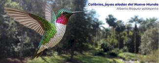 Colibríes: Joyas aladas del nuevo mundo