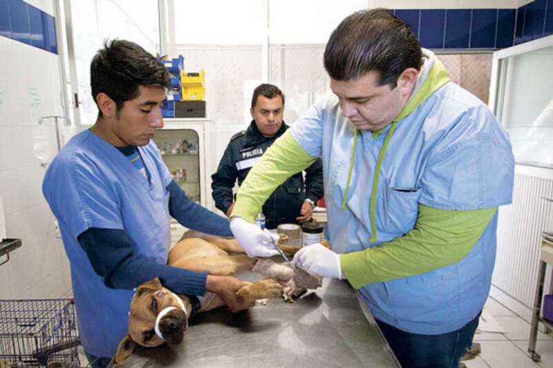 Veterinarios atienden a perro herido