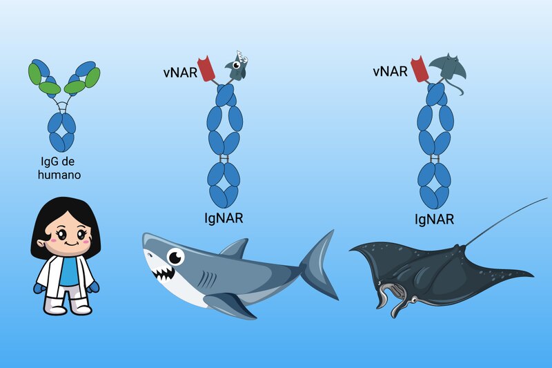 Anticuerpos VNAR e IgNAR: una nueva clase de anticuerpos derivados de tiburones y rayas