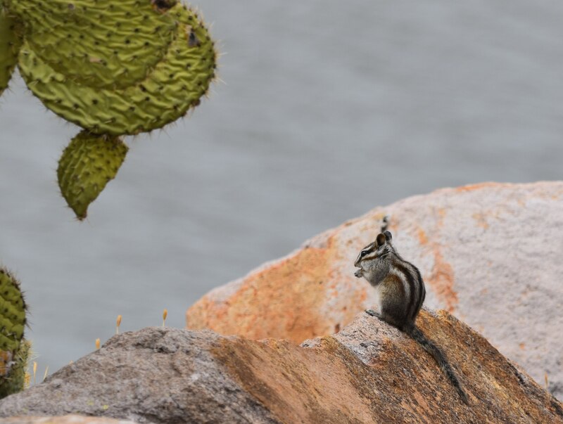 Ardilla sentada en una roca