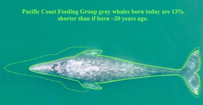 Las ballenas grises nacidas hoy en día son un 13% más pequeñas que hace 20 años