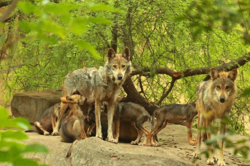Una manada de lobos en el bosque