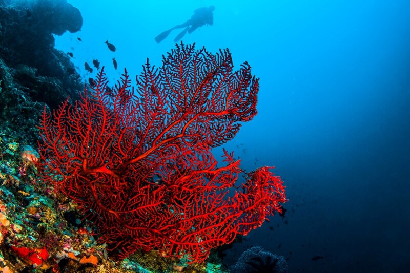 Arrecife de coral