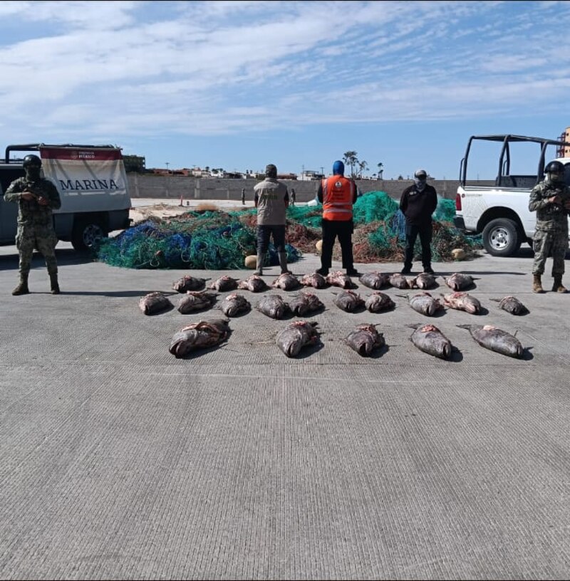 Operativo conjunto en Baja California, permitió rescatar con vida 10 ejemplares de totoaba, aunque 25 más fueron rescatados muertos e inutilizados para evitar su venta ilegal