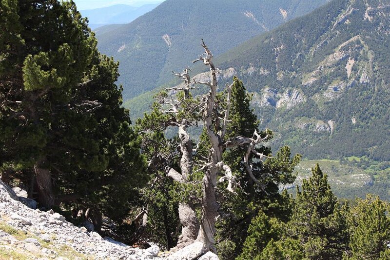 Árboles en la montaña