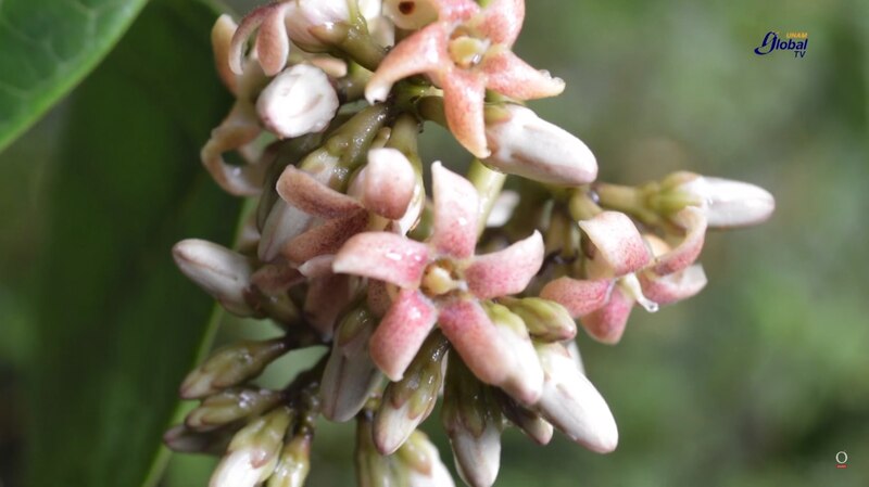 Flor de manzano silvestre