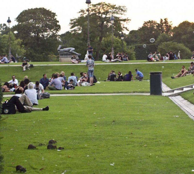 Ratas en el parque