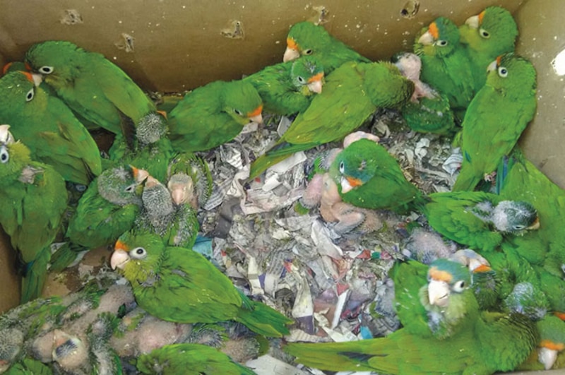 Periquitos bebés en una caja