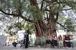 Declaran Patrimonio Natural a ahuehuete de 700 años en Azcapotzalco; anuncian plan para proteger árboles en CDMX