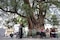 Declaran Patrimonio Natural a ahuehuete de 700 años en Azcapotzalco; anuncian plan para proteger árboles en CDMX