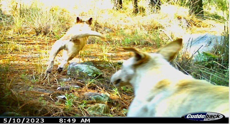 Perros jugando en el bosque