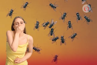 Mantén a las moscas fuera de tu casa sin químicos; estos olores te ayudarán a repelerlas