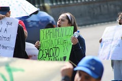 Más de mil perros y 40 gatos corren "grave peligro" tras desalojo, alerta Refugio Franciscano en CDMX