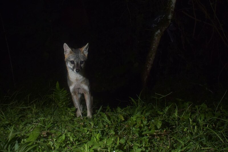 Zorro gris en la noche