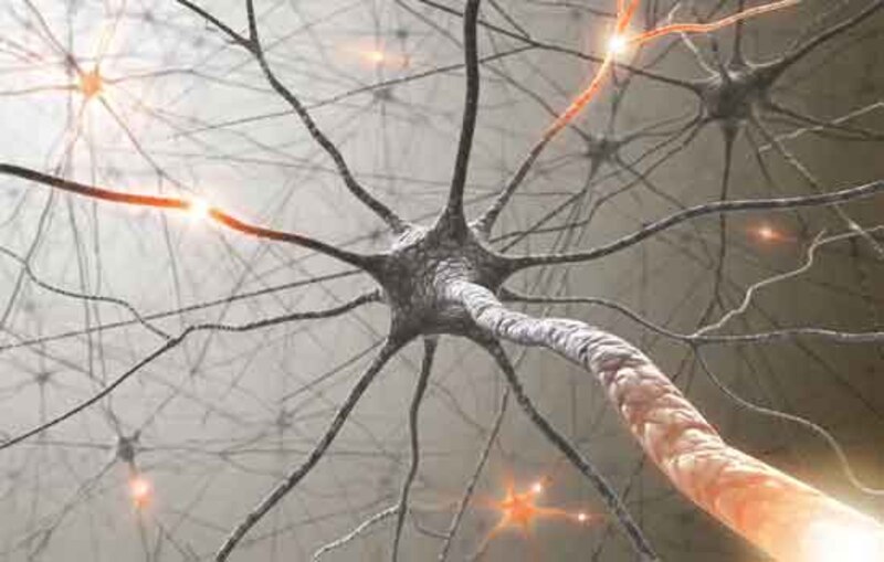 Neuronas, las células del cerebro