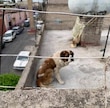 Crueldad en las calles: Aumentan denuncias por maltrato animal en CDMX