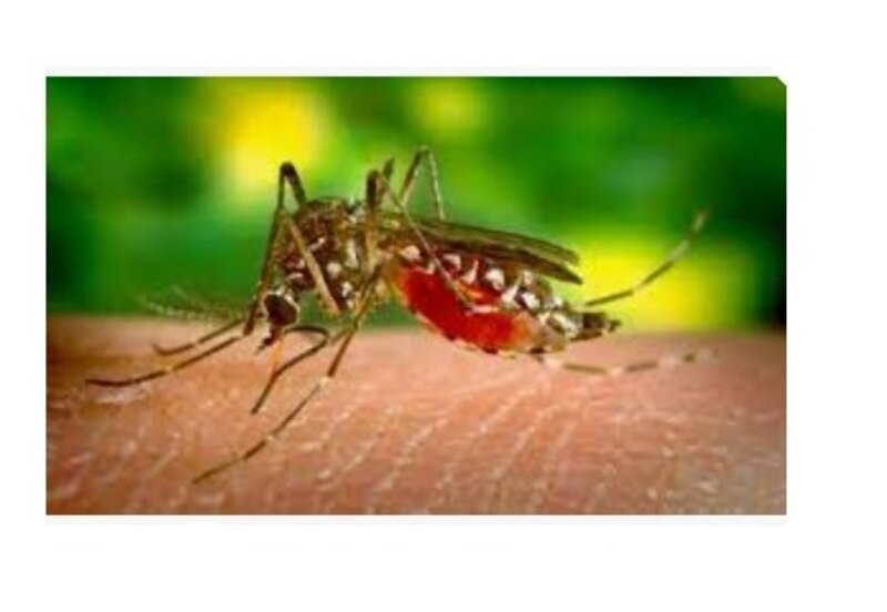 Mosquito Aedes aegypti