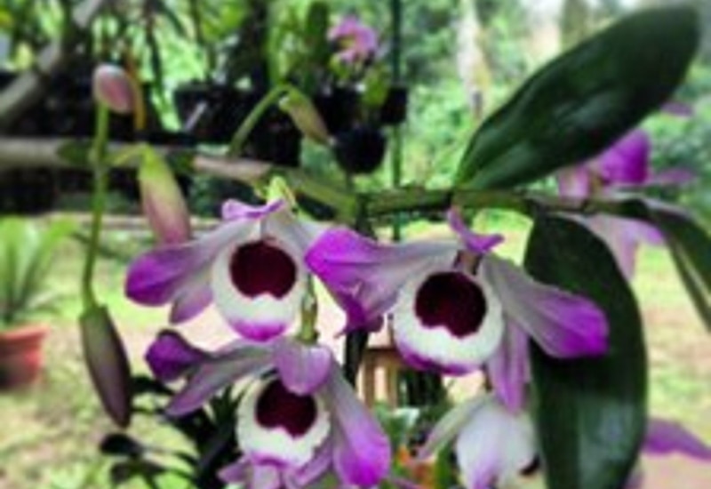 La imagen muestra una flor de orquídea púrpura con manchas moradas y un labelo blanco.