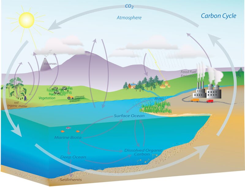 El ciclo del carbono