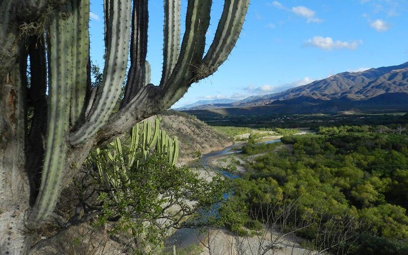 Cactus y río en el desierto