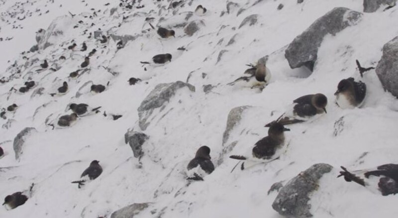 Pingüinos en la nieve