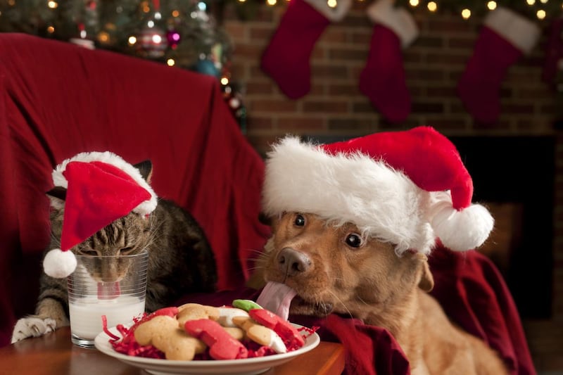 Perro y gato comiendo unas galletas navideñas