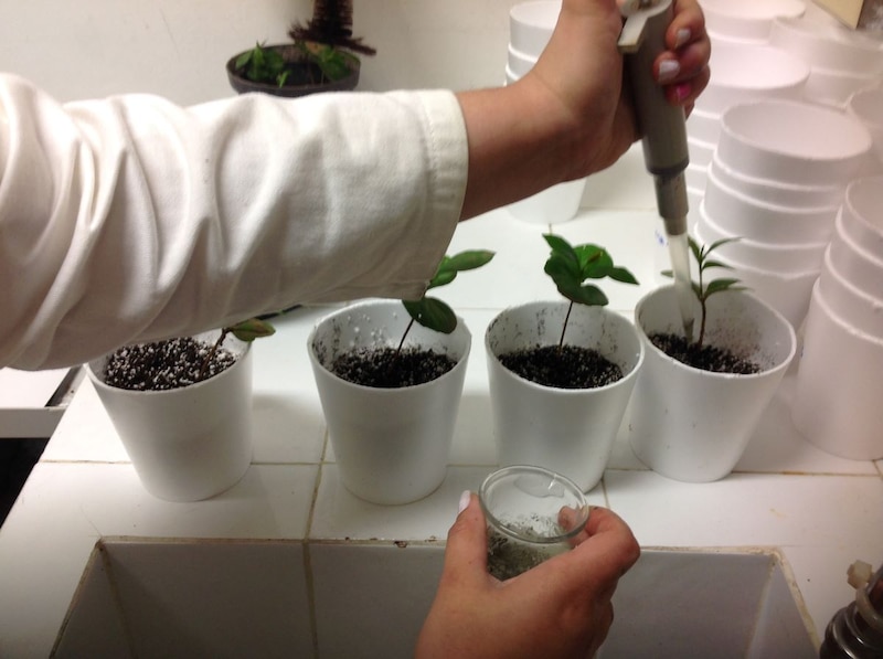 Científica regando plantas en un laboratorio