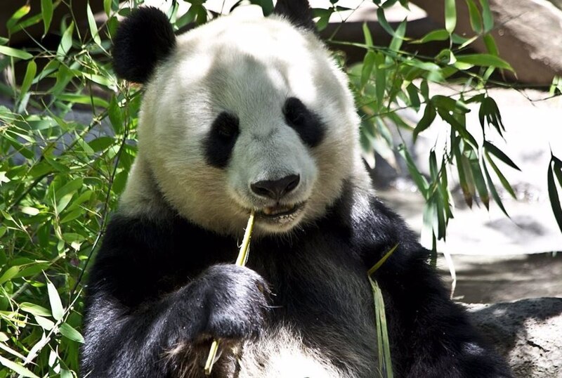 Panda comiendo bambú