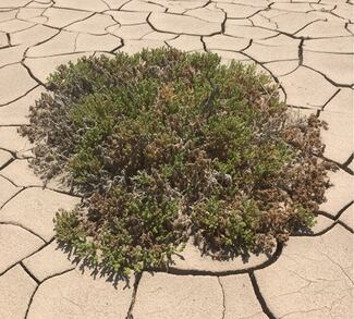 Descubren que las plantas rompen su epidermis para expulsar el exceso de sal y sobrevivir