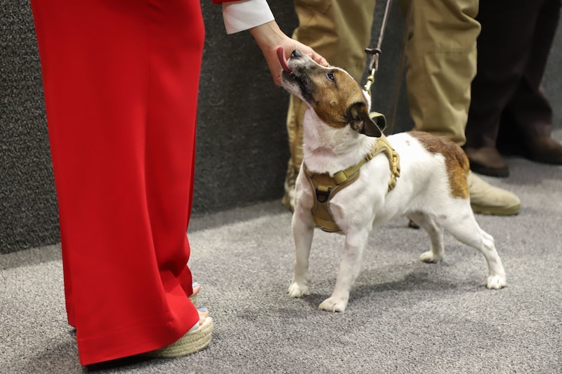 Perros visitaron el pleno de la Cámara de Diputados el 12 de noviembre por la discusión de protección y cuidados animales.